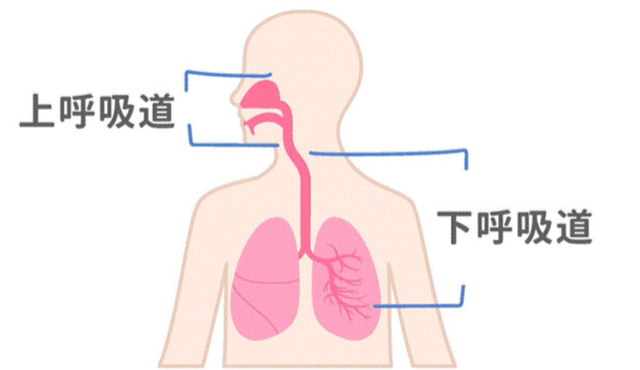 呼吸道